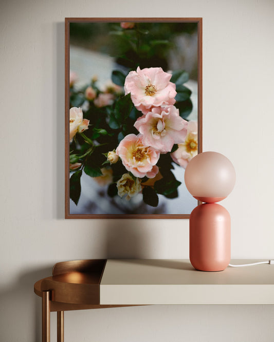 Drift Roses